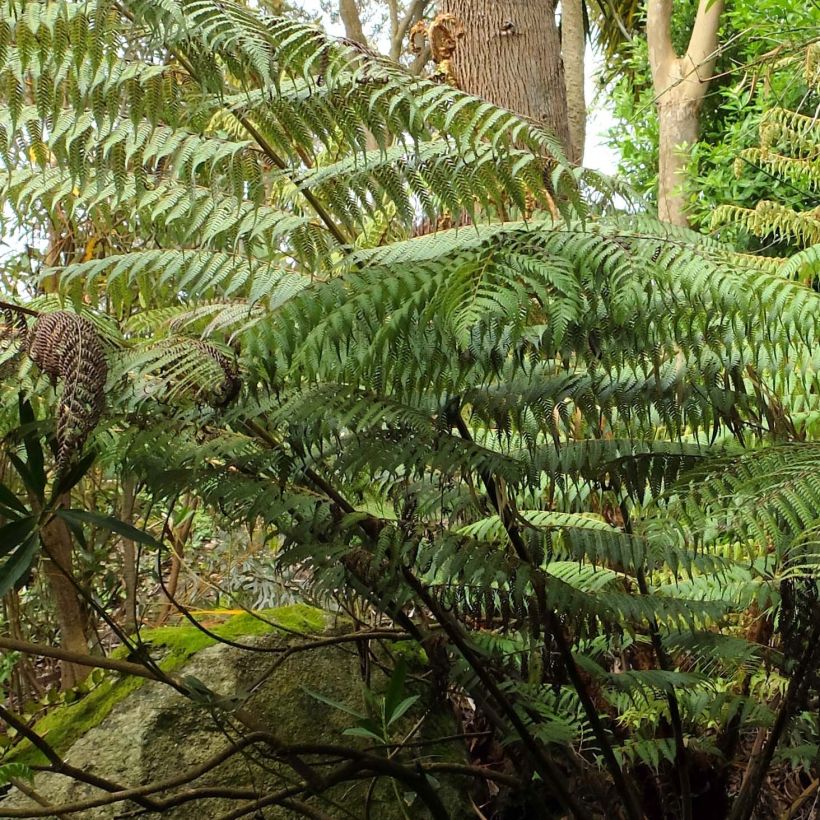 Cyathea dealbata - Fougère arborescente (Foliage)