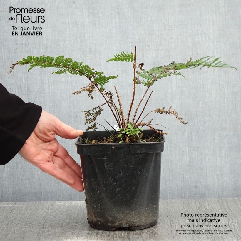 Example of Cyathea dealbata - Fougère arborescente Pot de 2L/3L as you get in hiver
