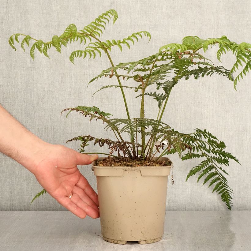 Spécimen de Cyathea dealbata - Fougère arborescente Pot de 2L/3L tel que livré au printemps