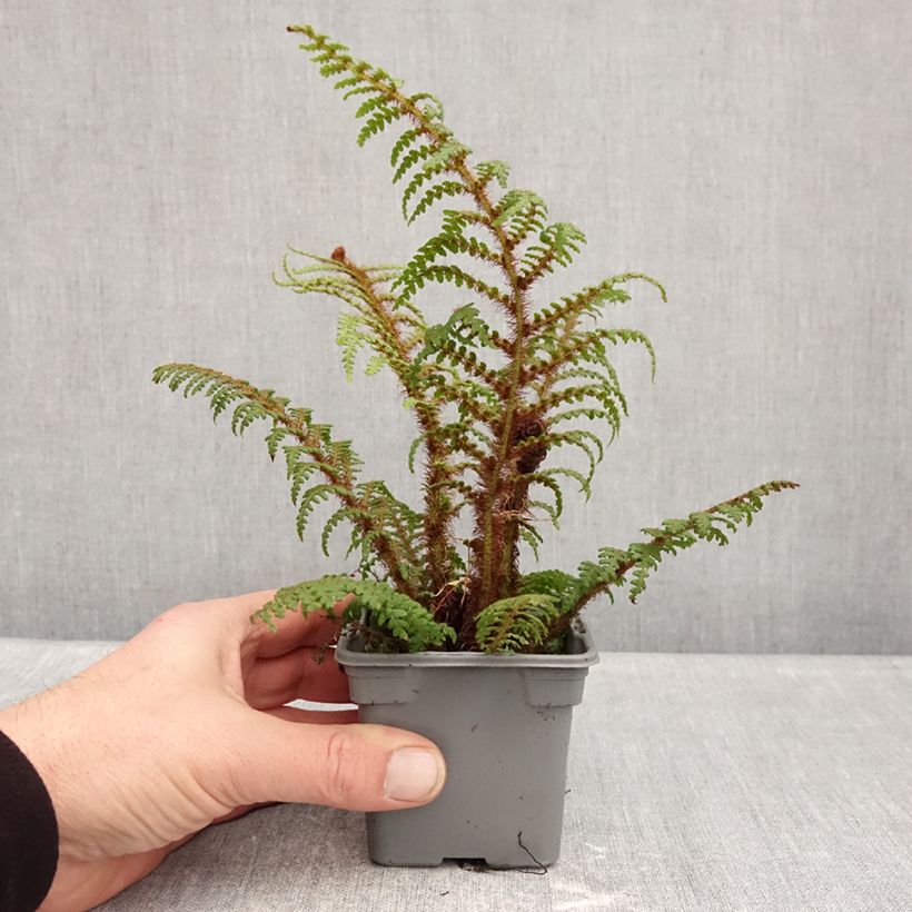 Example of Cyathea tomentosissima - Fougère arborescente Godet de 8/9 cm as you get in hiver