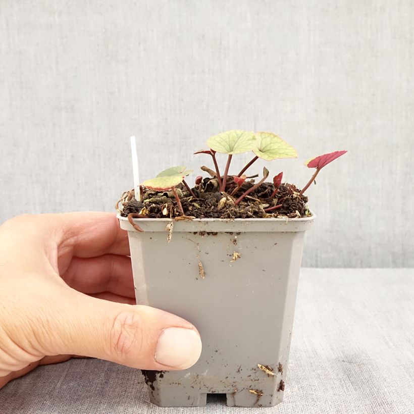 Example of Cyclamen coum blanc feuillage vert Godet de 8/9 cm as you get in ete