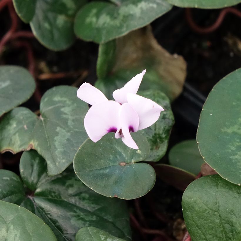 Cyclamen coum Rose en godet (Floraison)