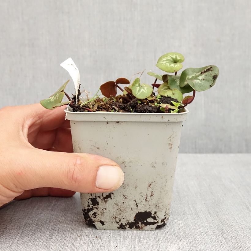 Spécimen de Cyclamen coum rose feuillage marbré Godet de 8/9 cm tel que livré en été