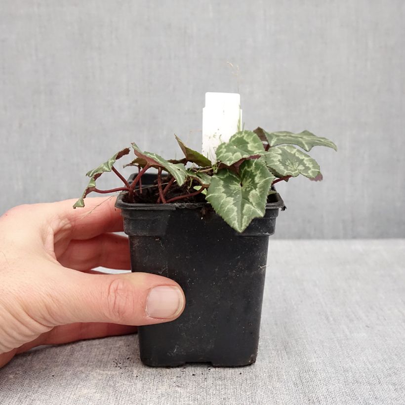 Example of Cyclamen coum rose feuillage marbré Godet de 8/9 cm as you get in hiver