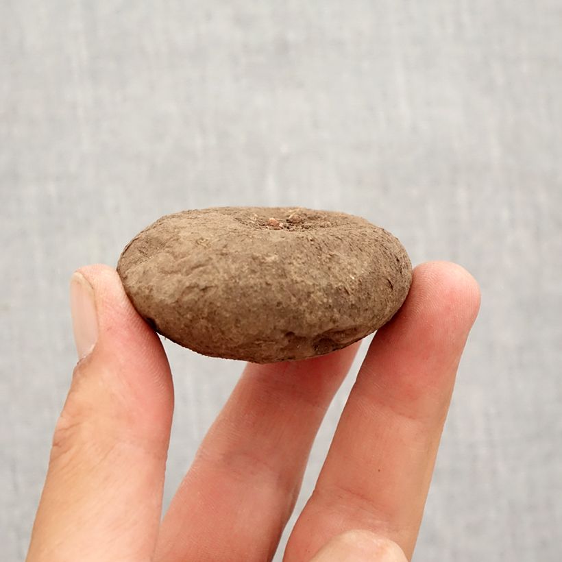 Example of Cyclamen de Naples rose Bulbe calibre 15+ as you get in automne