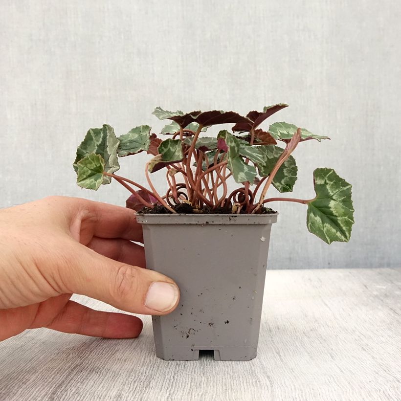 Spécimen de Cyclamen de Naples rose Godet de 7/8 cm tel que livré en automne