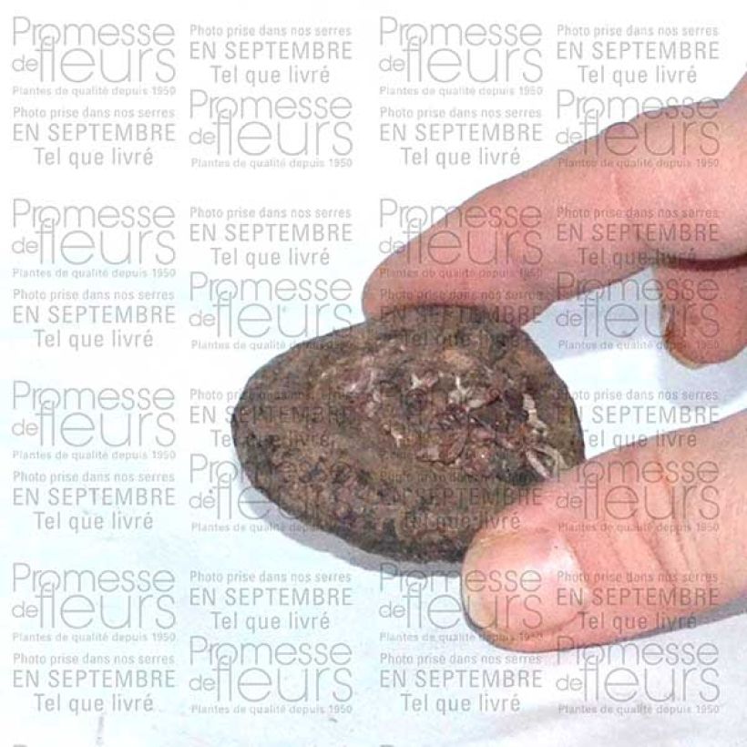 Exemple de spécimen de Cyclamen de Perse Bulbe calibre I tel que livré