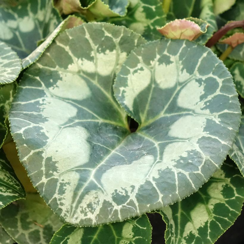 Cyclamen de Perse blanc (Feuillage)