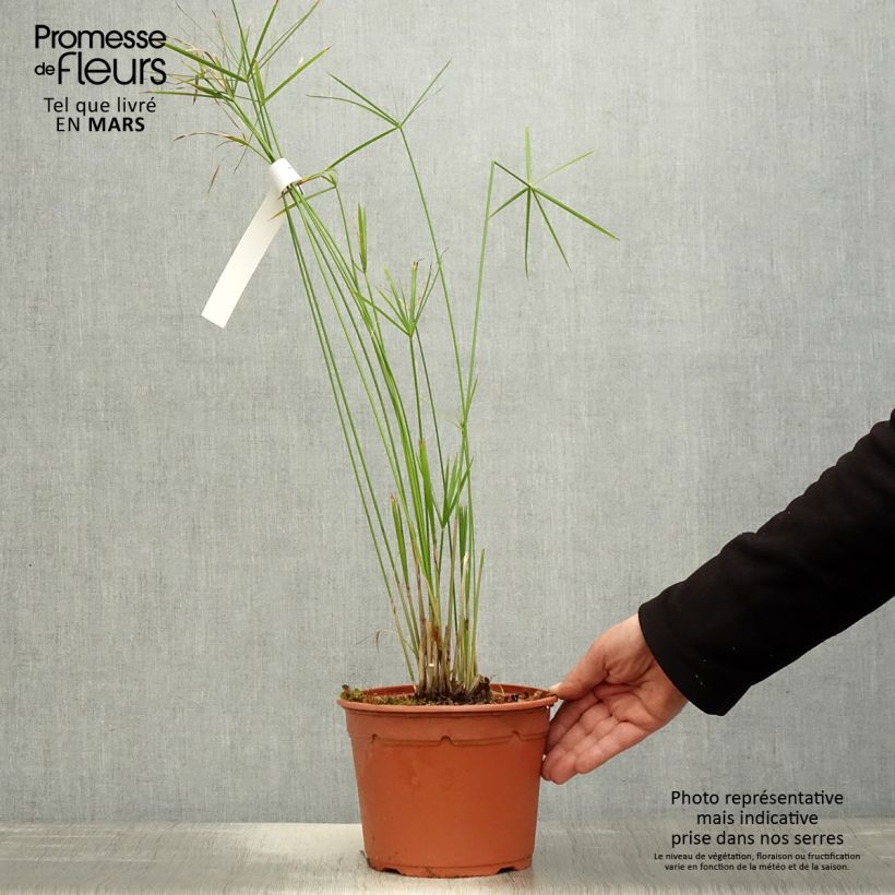 Example of Cyperus alternifolius - Papyrus Pot de 2L/3L as you get in printemps