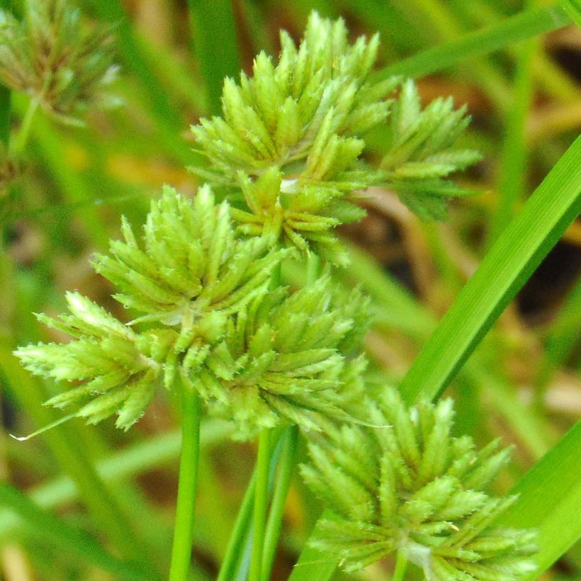 Cyperus glaber (Floraison)