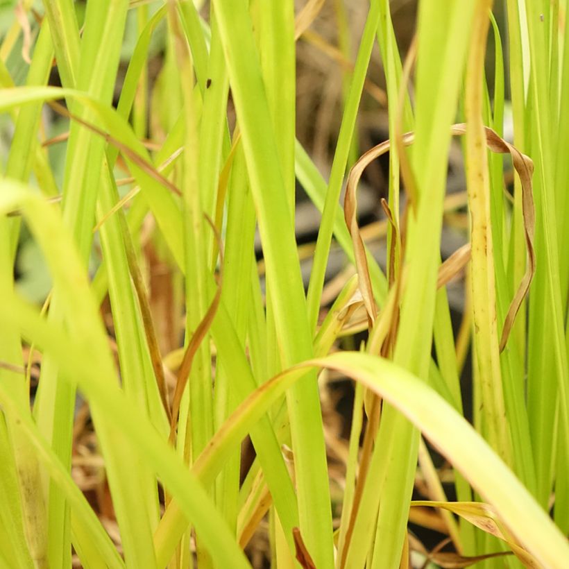 Cyperus glaber (Feuillage)