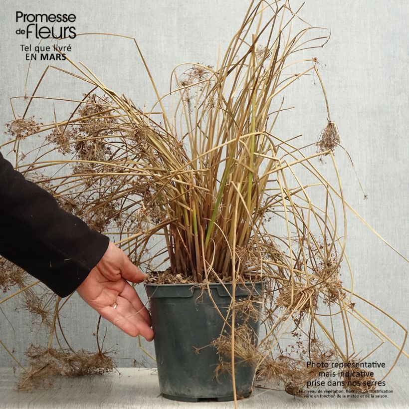 Example of Cyperus papyrus Cleopatra - Papyrus Pot de 3L/4L as you get in printemps