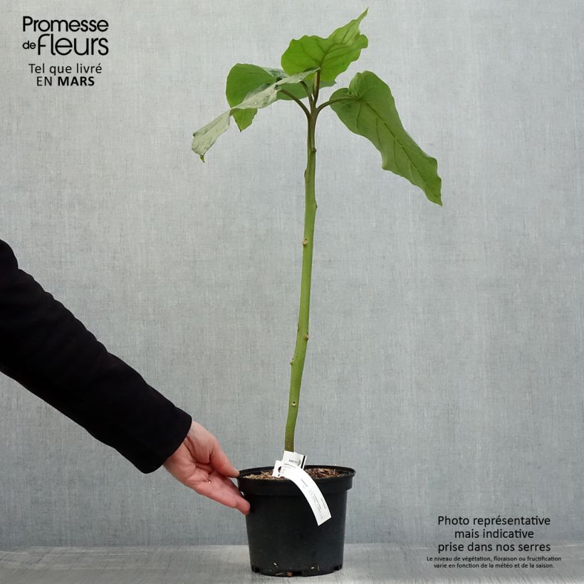 Spécimen de Cyphomandra betacea Red - Tamarillo, Arbre à tomates rouges Pot de 3L/4L tel que livré au printemps