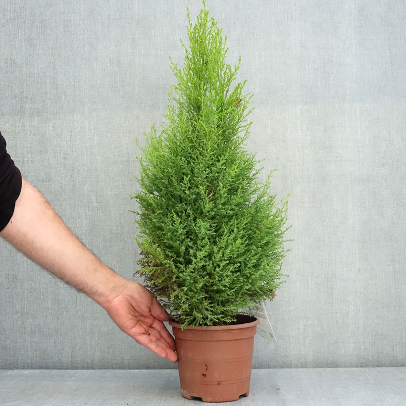 Spécimen de Cyprès de Lambert Wilma - Cupressus macrocarpa Pot de 2L/3L tel que livré en été
