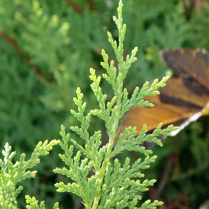 Cyprès de Leyland - Cupressocyparis leylandii Excalibur Gold (Feuillage)