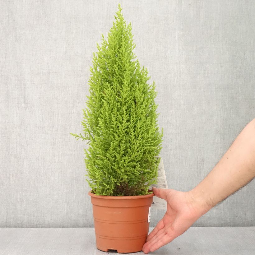 Spécimen de Cyprès de Lambert Wilma - Cupressus macrocarpa Pot de 2L/3L tel que livré au printemps