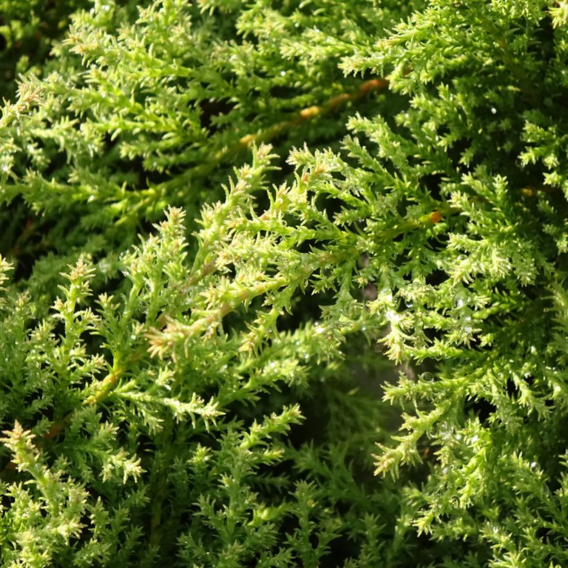 Cyprès de Sibérie - Microbiota decussata Fuzzball  (Feuillage)