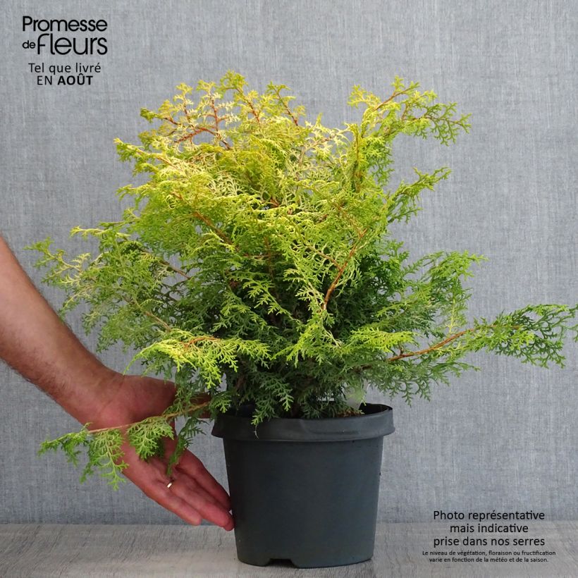 Spécimen de Cyprès hinoki du Japon - Chamaecyparis obtusa Lucas Pot de 2L/3L tel que livré en été