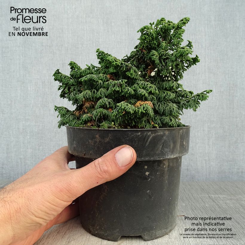 Spécimen de Cyprès hinoki du Japon - Chamaecyparis obtusa Maureen Pot de 2L/3L tel que livré en automne