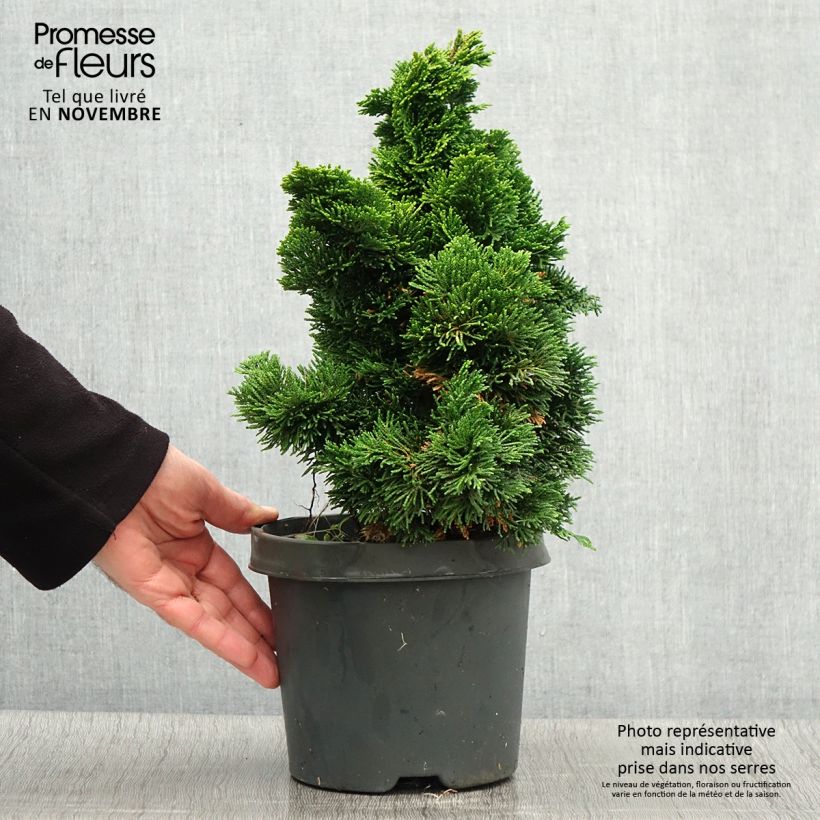 Spécimen de Cyprès hinoki du Japon - Chamaecyparis obtusa Nana Aurea Pot de 2L/3L tel que livré en automne