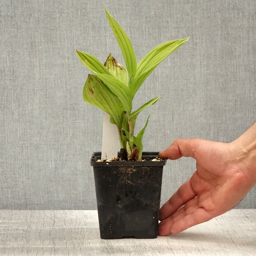 Example of Cypripedium Aki - Sabot de Venus hybride Pot de 1L/1,5L as you get in printemps