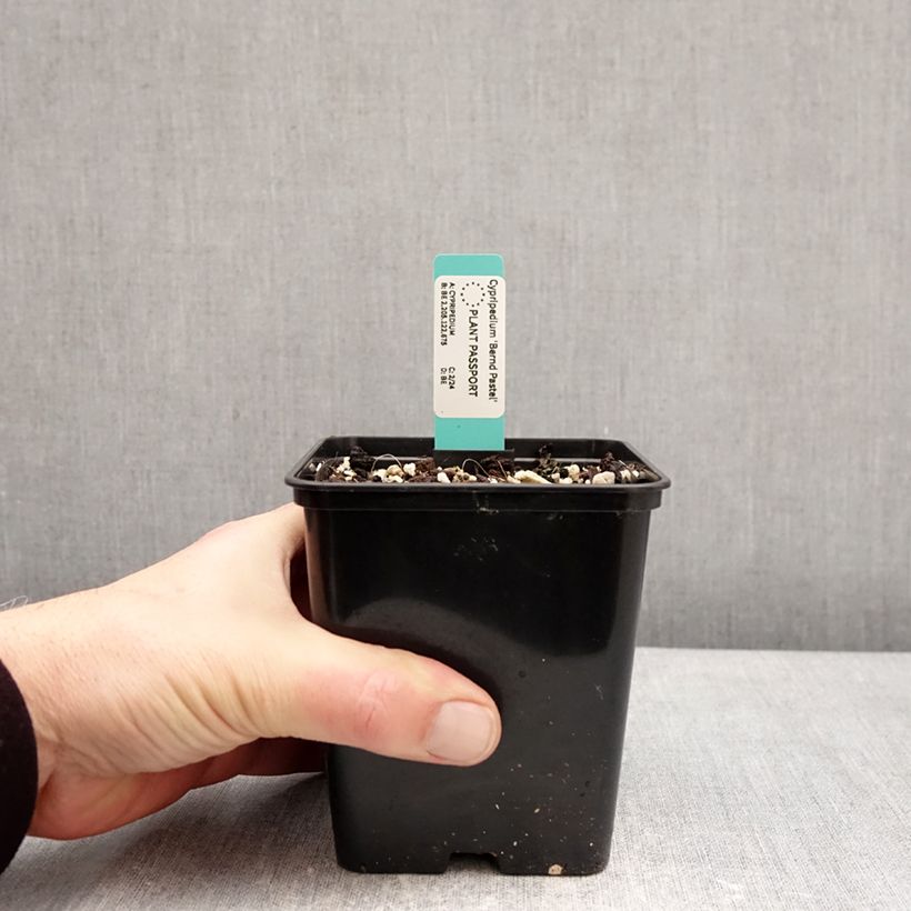 Example of Cypripedium Bernd Pastel - Sabot de Venus hybride Pot de 1L/1,5L as you get in hiver