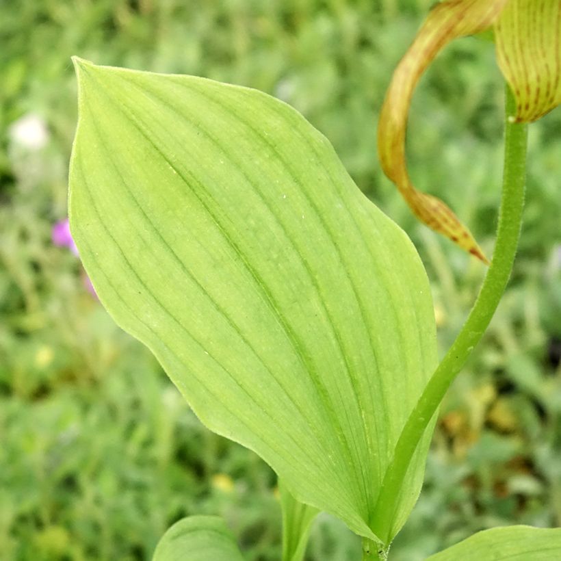 Cypripedium Inge - Sabot de Venus hybride (Foliage)