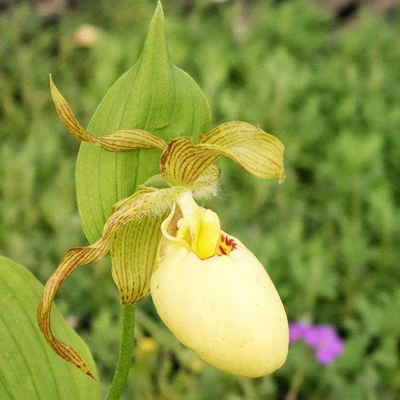 Cypripedium Inge - Sabot de Venus hybride (Flowering)