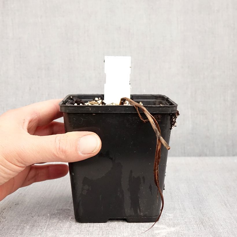 Example of Cypripedium Inge - Sabot de Venus hybride Pot de 1L/1,5L as you get in automne