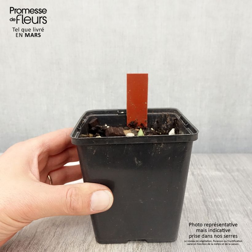 Example of Cypripedium Lucy Pinkepank - Orchidée de jardin hybride, Sabot de Vénus Pot de 1L/1,5L as you get in printemps