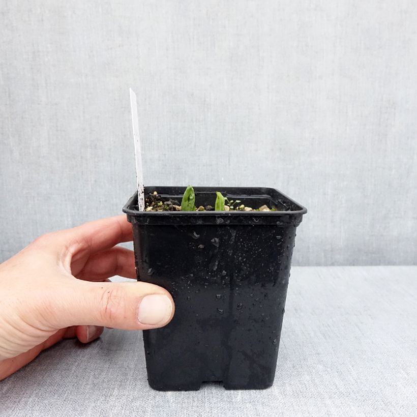 Spécimen de Cypripedium parviflorum pubescens - Sabot de Venus Pot de 1L/1,5L tel que livré au printemps