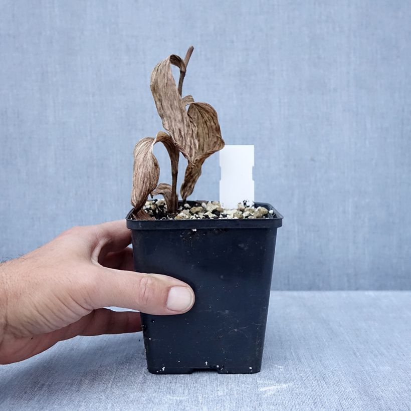 Spécimen de Cypripedium Philipp - Sabot de Venus hybride Pot de 1L/1,5L tel que livré en automne