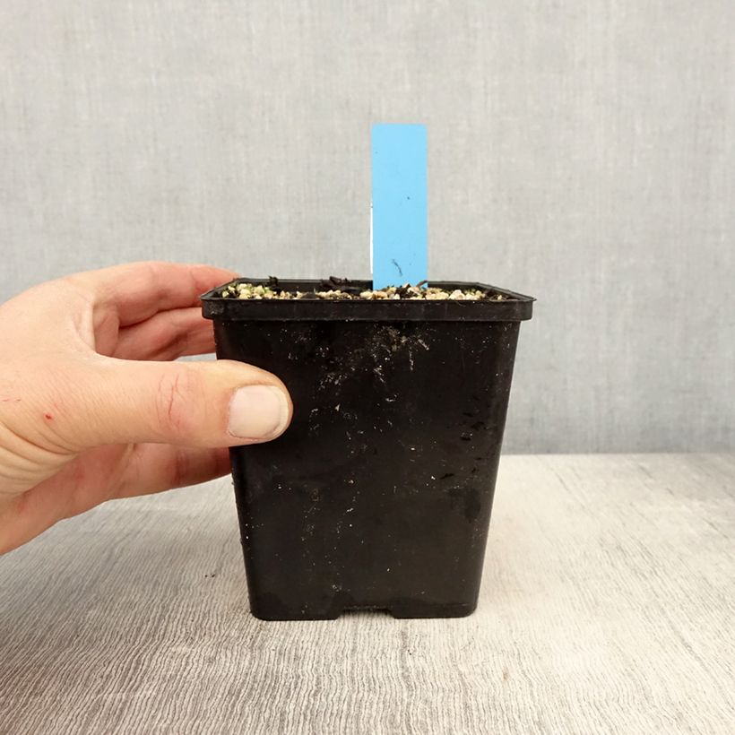 Example of Cypripedium reginae - Sabot de Venus Pot de 1L/1,5L as you get in printemps