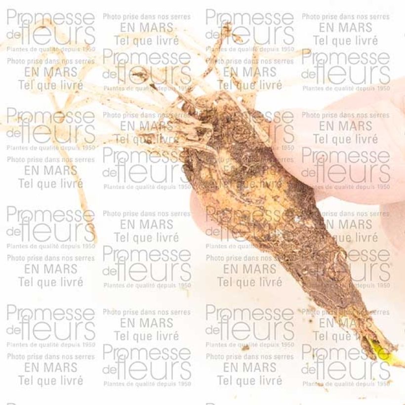 Exemple de spécimen de Cyrtanthus Pink Diamond Bulbe calibre 10+ tel que livré