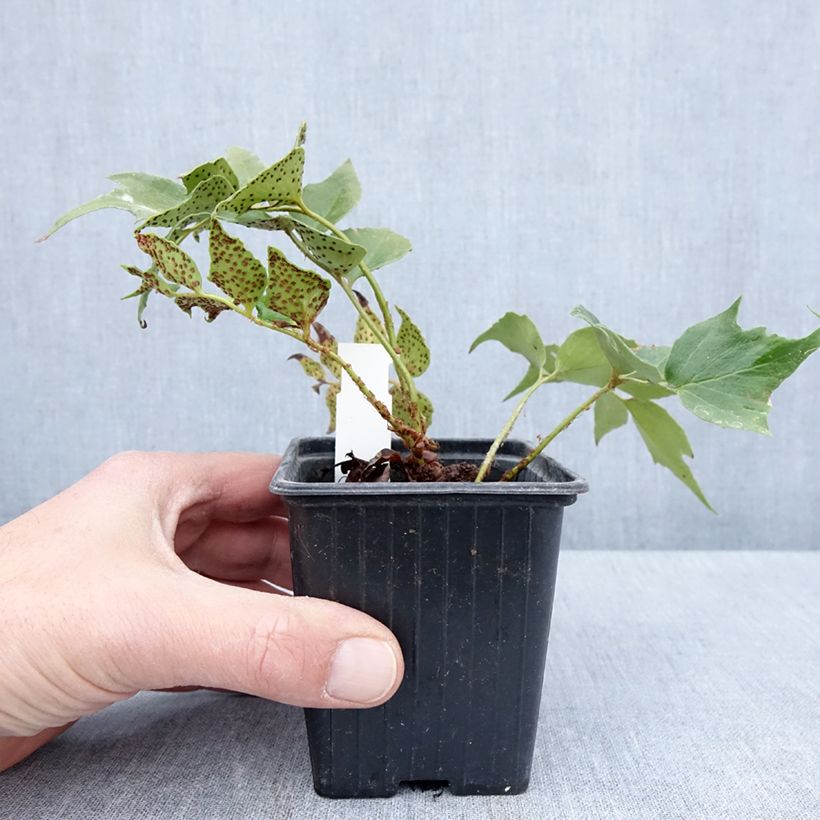 Spécimen de Cyrtomium falcatum Spin Cycle - Fougère houx Godet de 8/9 cm tel que livré au printemps