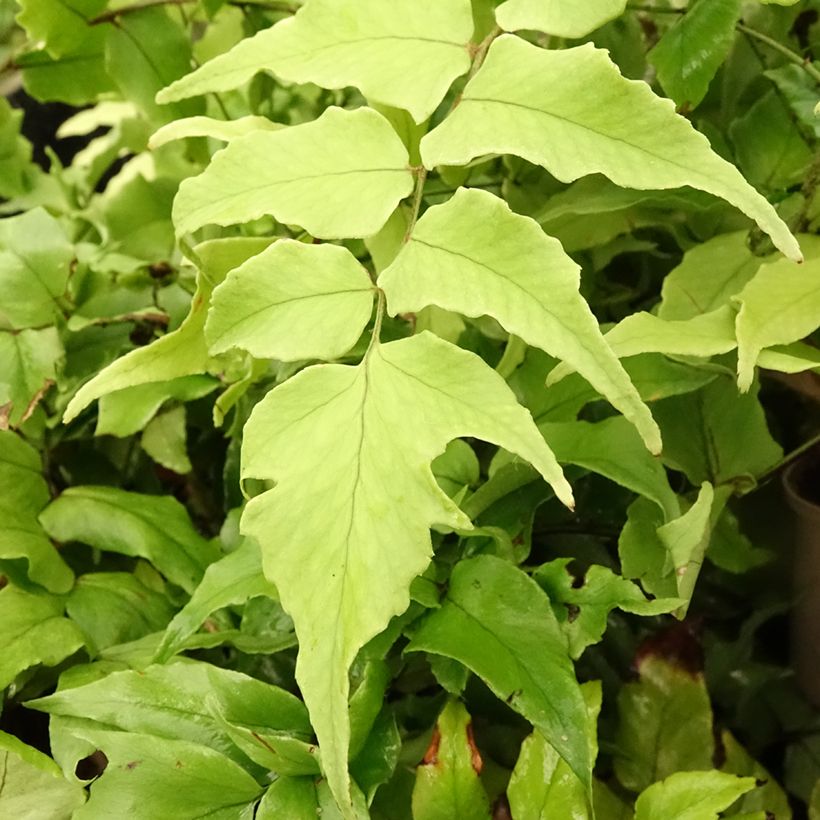 Cyrtomium fortunei var. clivicola - Fougère (Foliage)