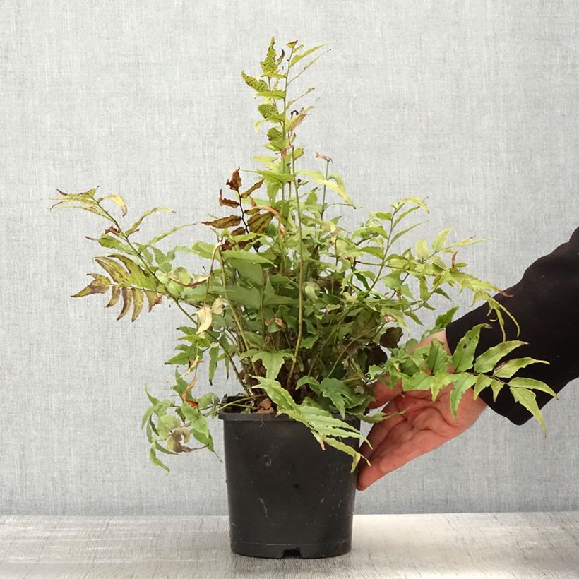 Example of Cyrtomium fortunei var. clivicola - Fougère Pot de 2L/3L as you get in printemps