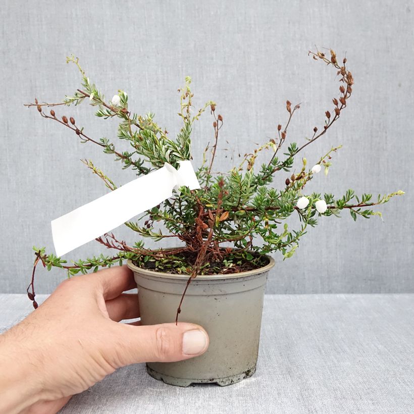 Spécimen de Daboecia cantabrica Creeping White - Bruyère de Saint Daboec Pot de 10 cm/11cm tel que livré en automne