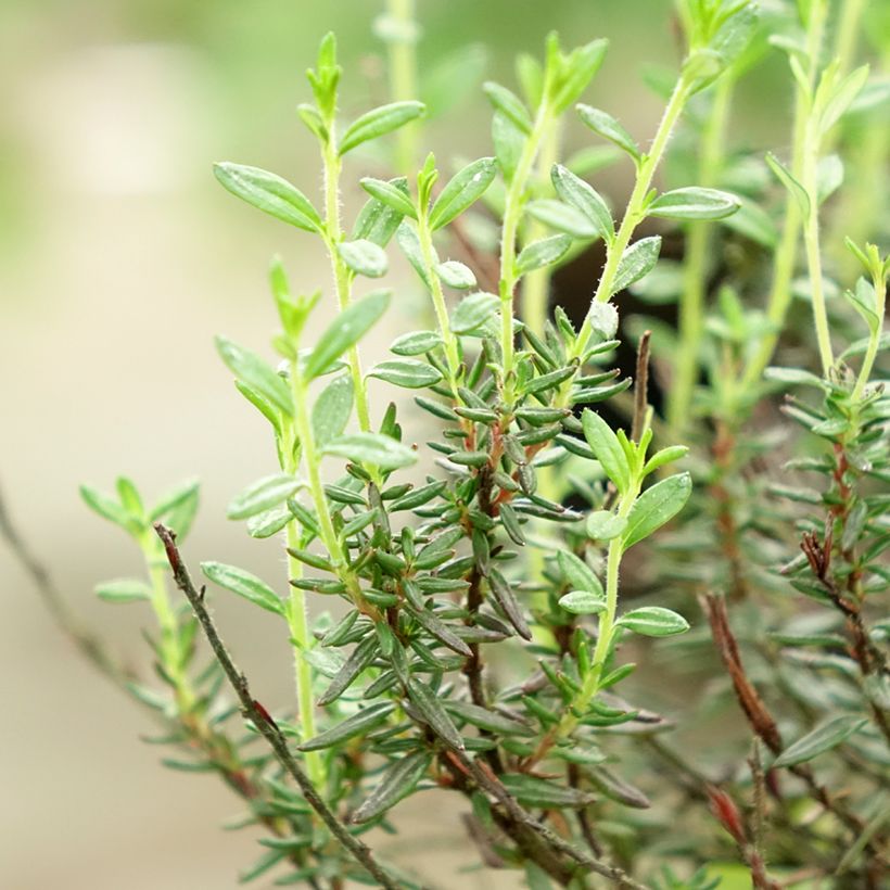 Daboecia cantabrica Purpurea - Bruyère de Saint Daboec (Feuillage)