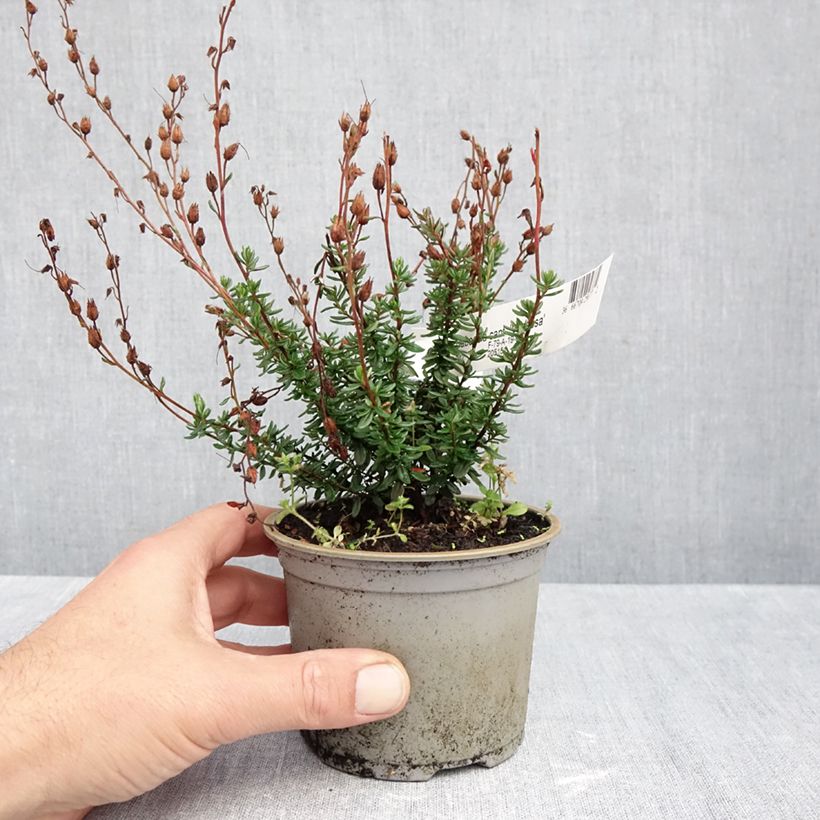 Spécimen de Daboecia cantabrica Vanessa - Bruyère de Saint Daboec Pot de 10 cm/11cm tel que livré en automne