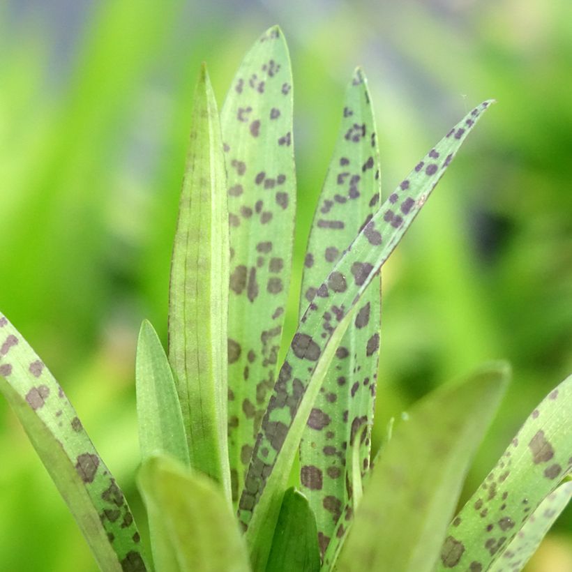 Dactylorhiza alpestris - Orchis des Alpes (Foliage)