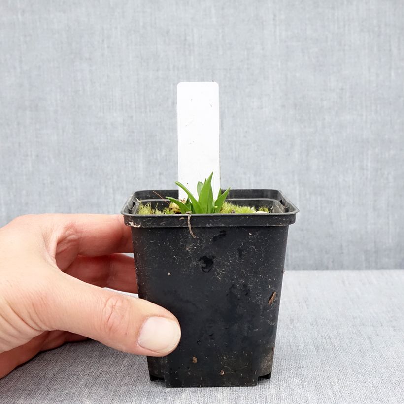 Example of Dactylorhiza alpestris - Orchis des Alpes Godet de 8/9 cm as you get in printemps