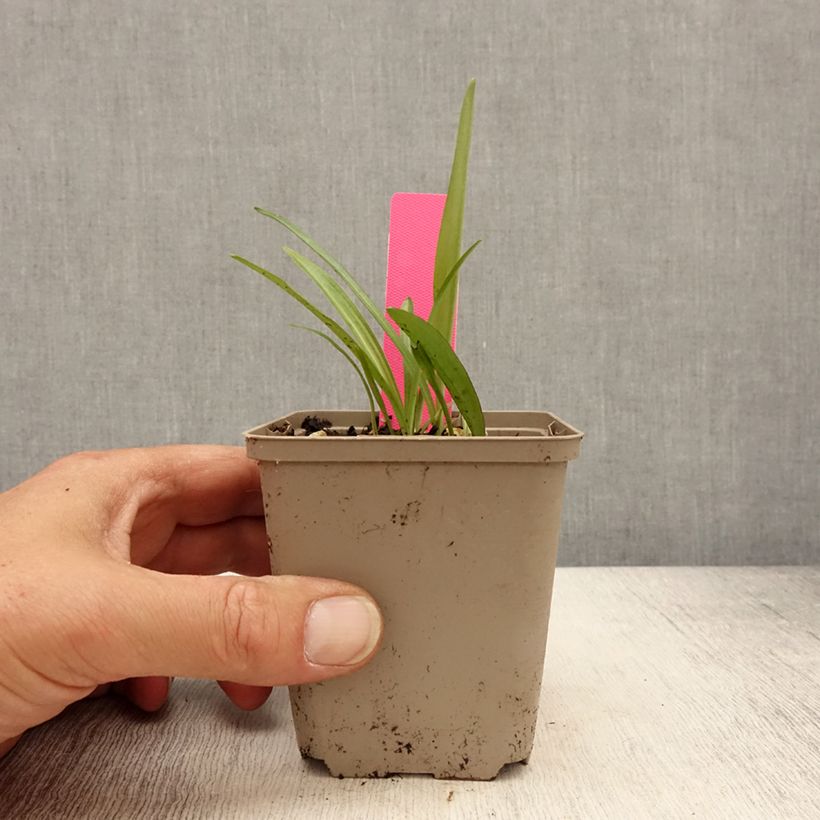 Spécimen de Dactylorhiza fuchsii - Orchis de Fuchs Godet de 8/9 cm tel que livré au printemps