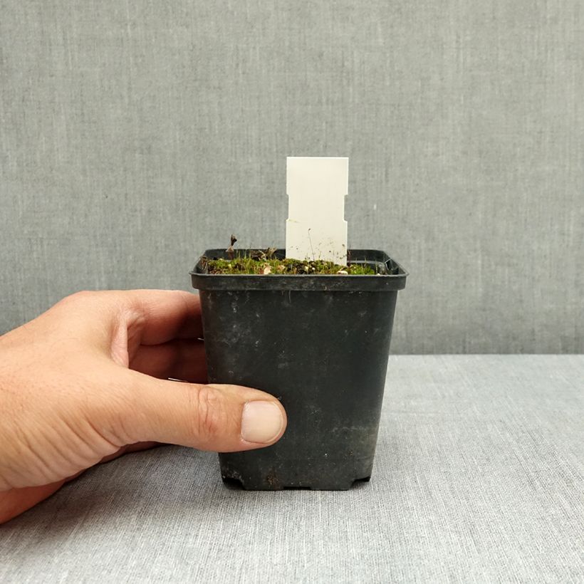 Spécimen de Dactylorhiza praetermissa - Orchis négligé Godet de 8/9 cm tel que livré en été