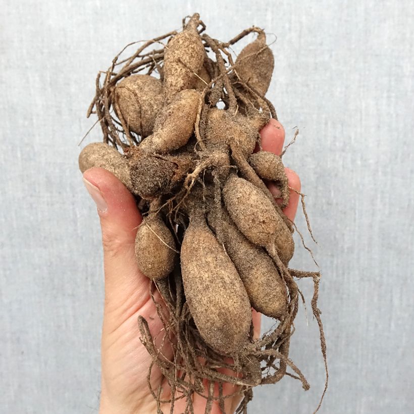 Spécimen de Dahlia anémone Sword Dance Bulbe calibre I tel que livré au printemps