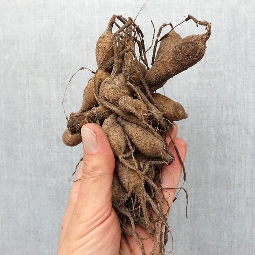 Spécimen de Dahlia anémone Totally Tangerine Bulbe calibre I tel que livré au printemps