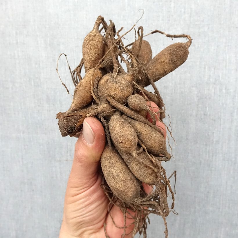 Spécimen de Dahlia anémone Zahra Bulbe calibre I tel que livré au printemps