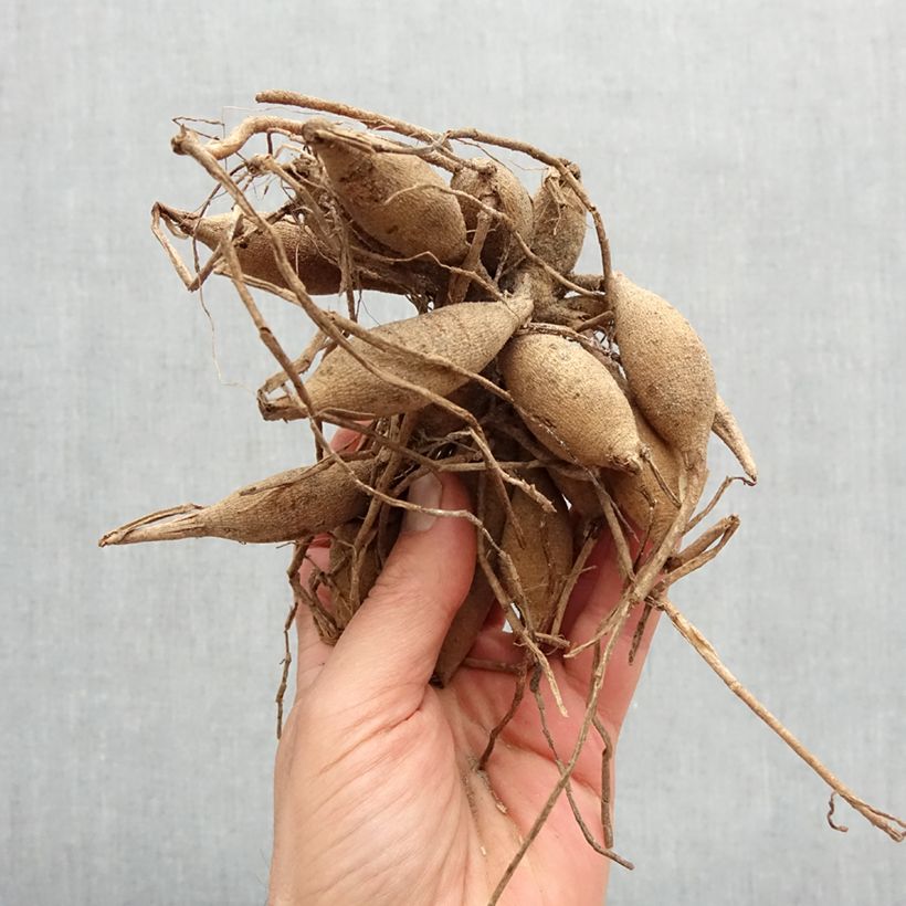 Spécimen de Dahlia balle Amber Crystal Bulbe calibre I tel que livré au printemps