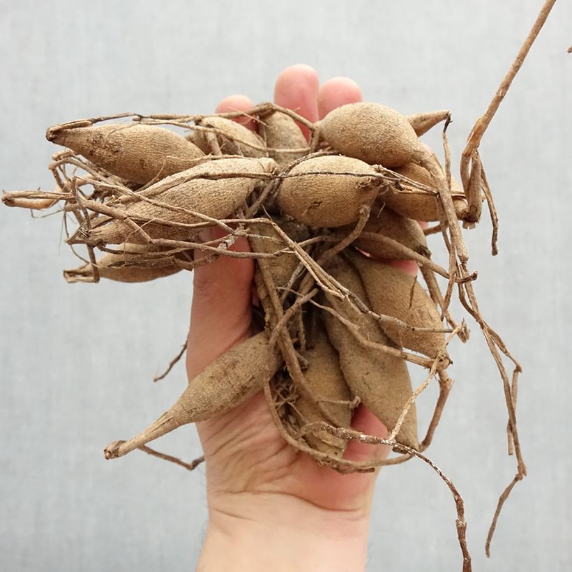 Spécimen de Dahlia balle Downham Royal Bulbe calibre I tel que livré au printemps