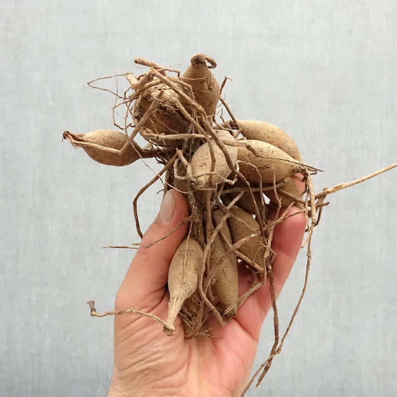 Spécimen de Dahlia Balle El Paso Bulbe calibre I tel que livré au printemps